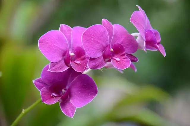 tipos orquídeas terrestres