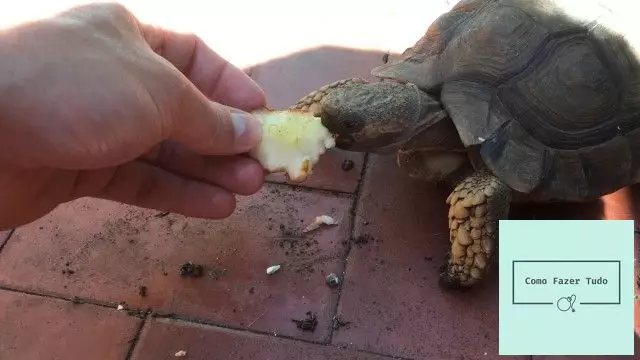 alimentacao tartarugas terrestres