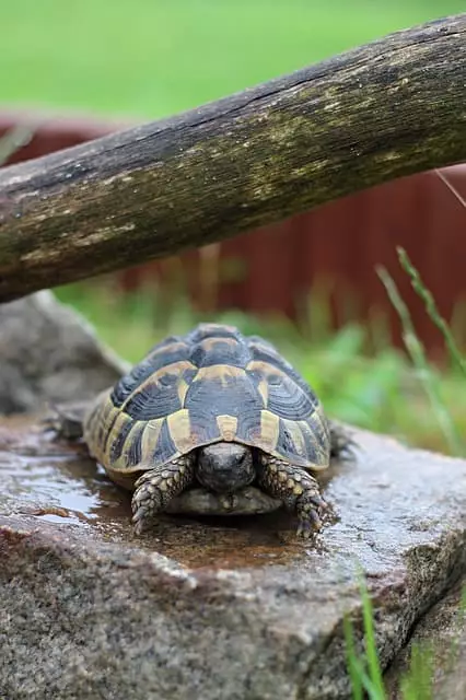 caracteristicas da tartaruga terrestre