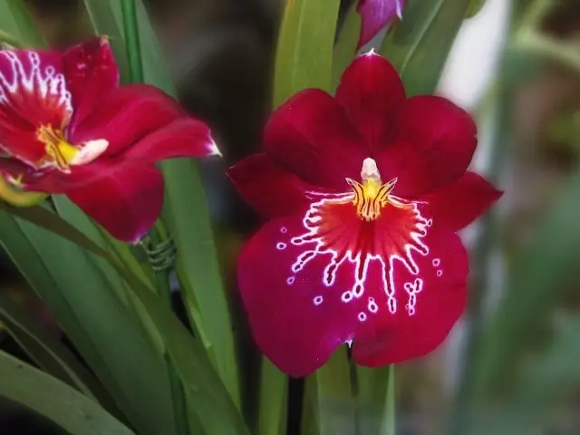 iluminacao orquidea miltonia