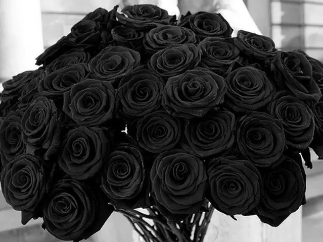 imagem de rosas pretas