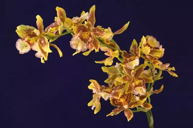 orquídea oncidium cultivo e curiosidades