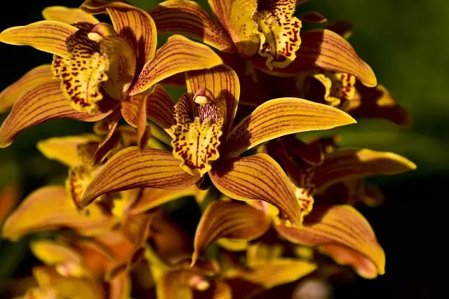 orquideas amarelas