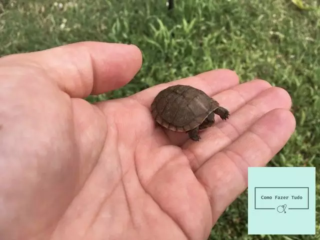 reprodução de tartaruga terrestre