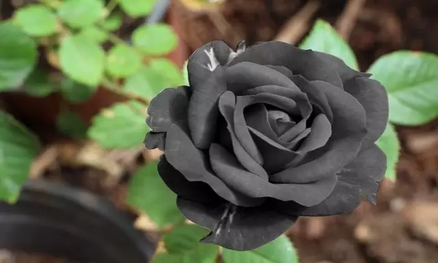 rosas pretas como plantar e cuidar