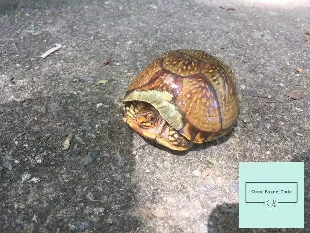 tartaruga de caixa