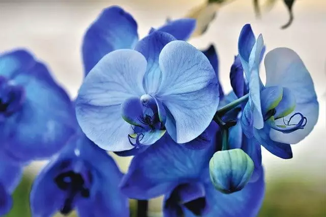 curiosidades das orquideas azuis