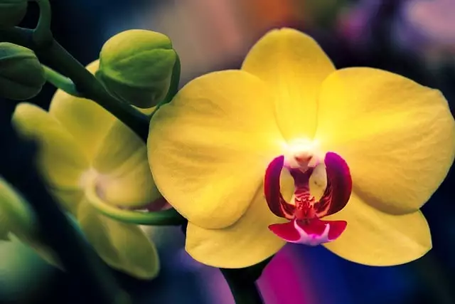 orquidea amarela caracteristicas e significado