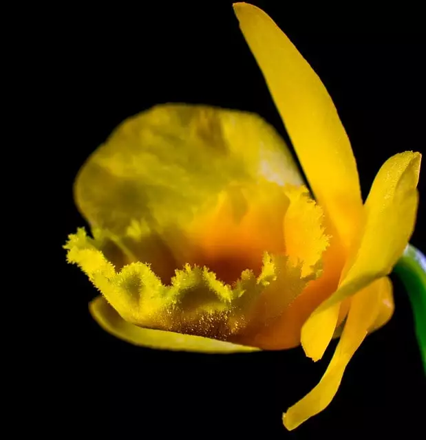 orquidea amarela significado