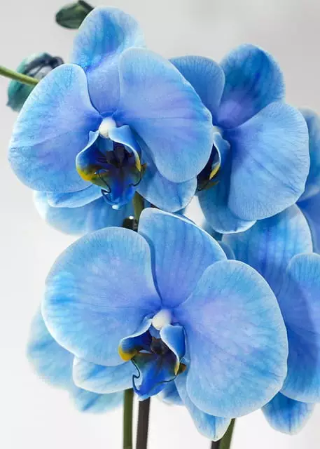 orquidea azul natural ou artificial