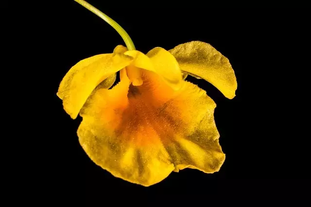 orquídea cymbidium amarela