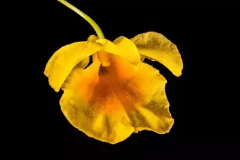 Orquídea Amarela - Características e Significado - 2023 Como Fazer Tudo