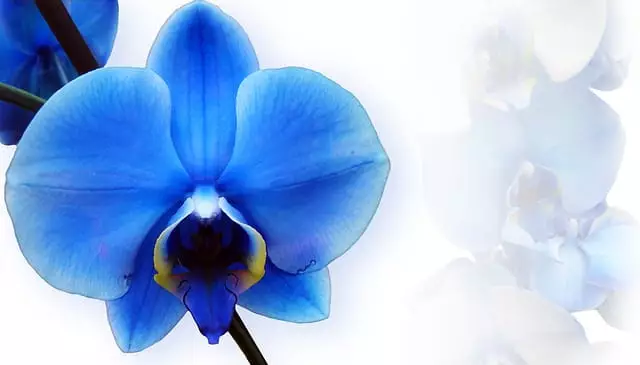 orquidea phalaenopsis azul
