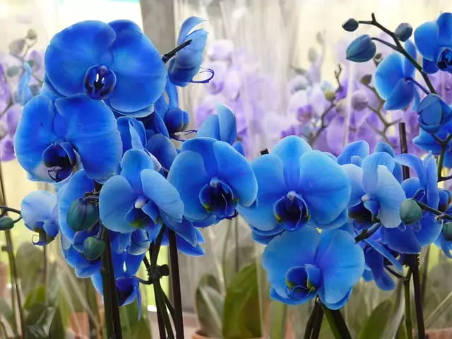 vanda coeruela orquidea azul natural