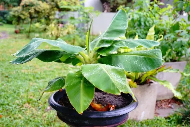 banana em vaso jardim