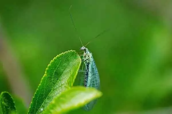 bicho lixeiro insetos beneficos para o jardim
