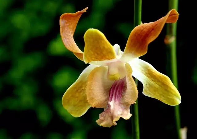 características da orquídea dendrobium