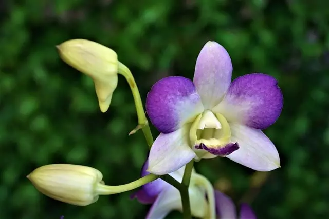 como fazer muda de orquídea dendrobium