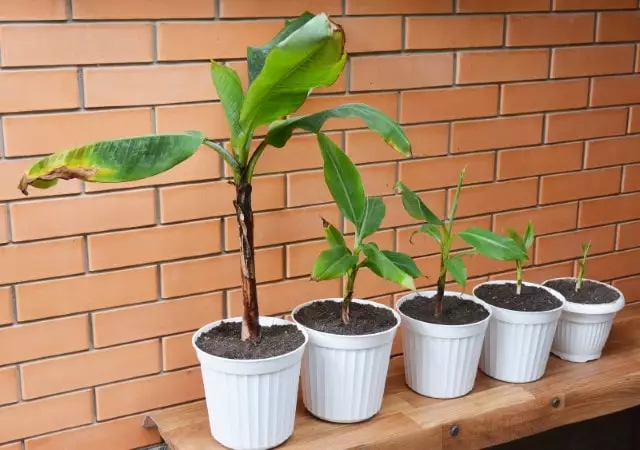 como plantar banana em vaso guia completo