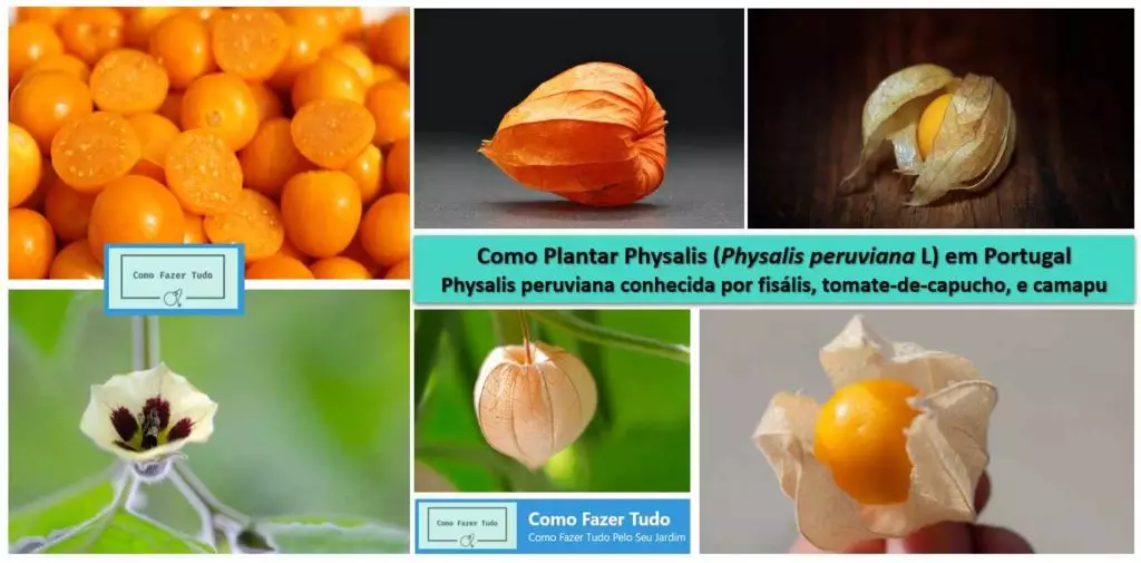  Como Plantar Physalis em Portugal (fisális, tomate-de-capucho, camapu)