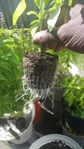 como podar plantas em vasos