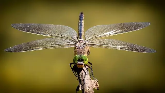 libelula insetos beneficos para o jardim