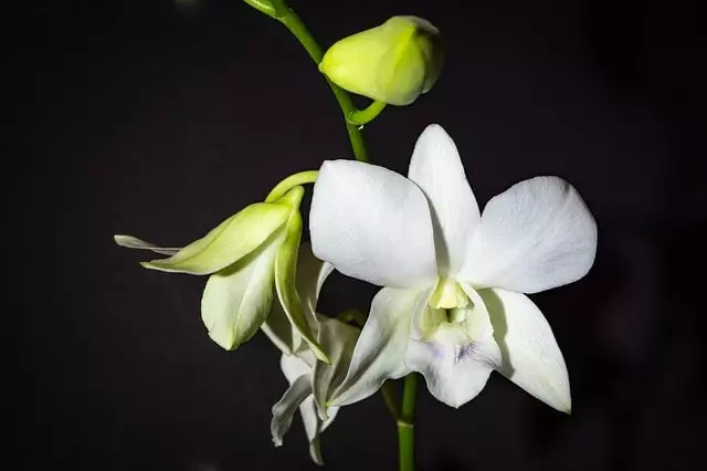 orquídea dendrobium