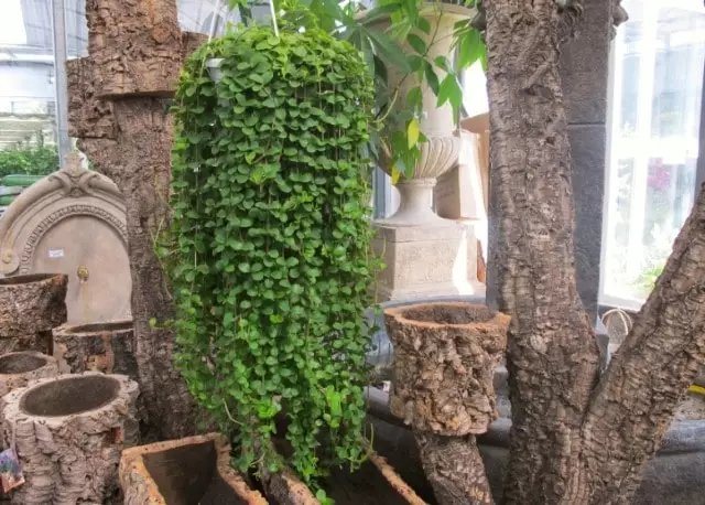 peperomia rotundifolia colar-de-lentilhas como cuidar guia