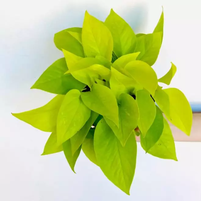 jiboia amarela planta potos neon