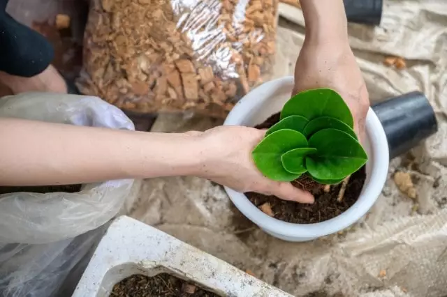 como fazer muda da peperomia obtusifolia