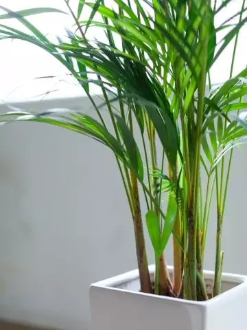 como fazer muda palmeira areca por semente