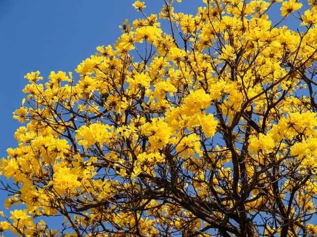 flor nacional do brasil handroanthus serratifolius