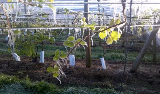 kiwi geadas microaspersao como plantar kiwi no brasil plantar kiwi no portugal pé de kiwi