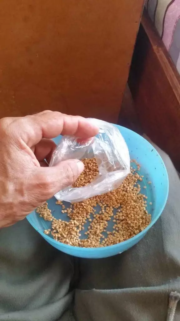 sementes de berinjela