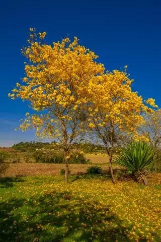 Flor Nacional Do Brasil - Handroanthus serratifolius - Como Fazer Tudo