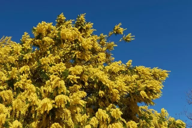acacia dealbata ou mimosa guia completo