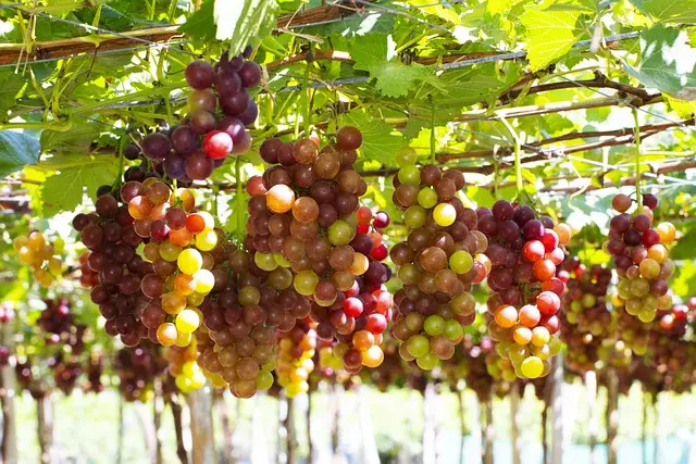 Como Plantar Semente De Uva Passo a Passo, Como Germinar Semente de Uva, Quanto tempo leva para as uvas germinarem e como fazer mudas de uva.