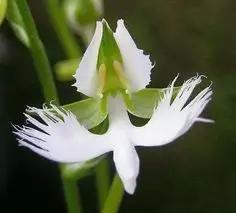 Como Cultivar Peristeria elata Orquídea Espírito Santo – Orquídea Pomba da Páscoa Cultivo