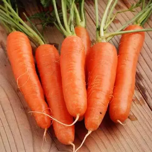 semear cenouras