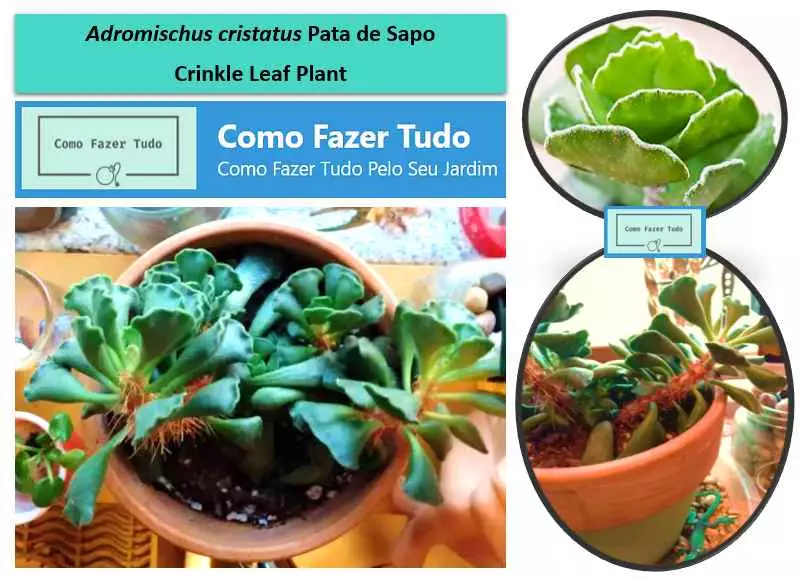 Adromischus cristatus planta suculenta Pata de Sapo, Crinkle Leaf Plant e key lime pie