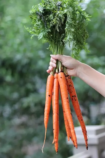 colheita da cenoura. Quanto tempo para colher cenoura. Como colher cenoura.