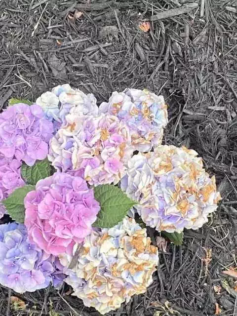 flores hortensias moribunda