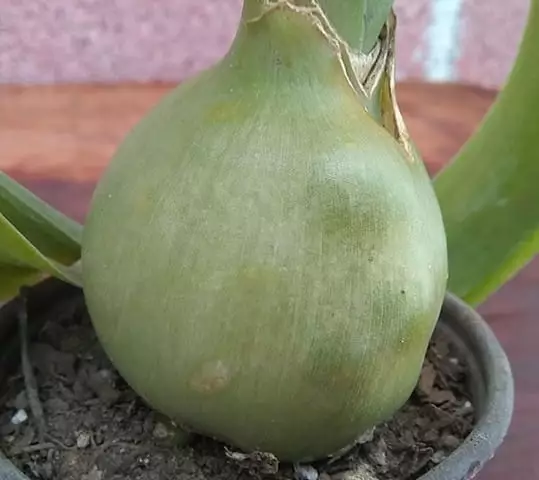 suculenta albuca bracteata-cuidados da planta cebola gravida