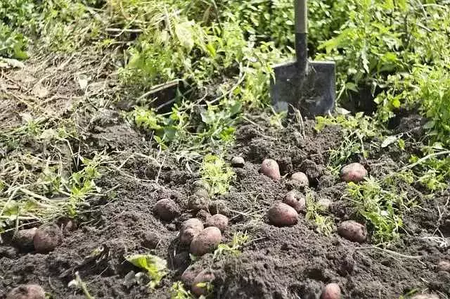 semeadura de batatas 