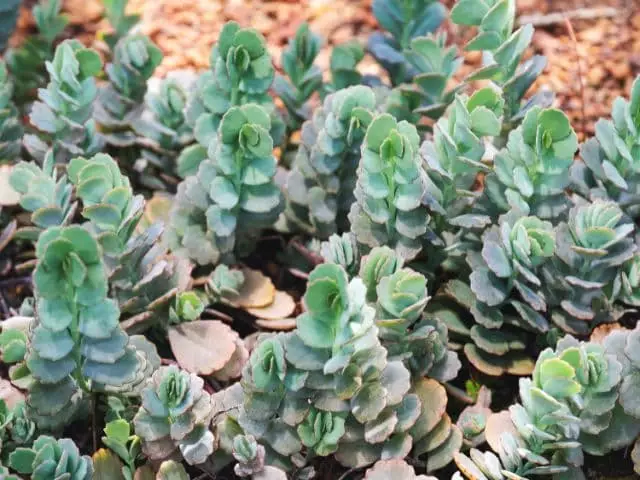 bryophyllum fedtschenkoi como plantar cuidar e mais
