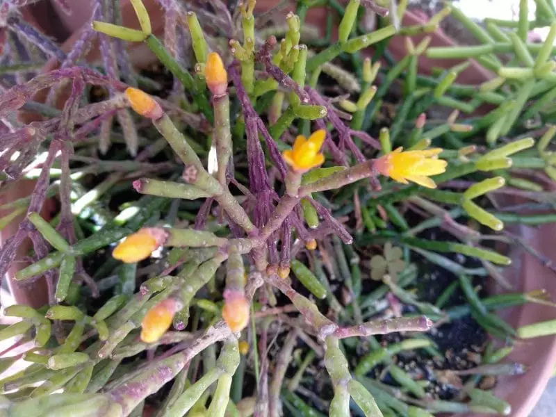 rhipsalis salicornioides flores