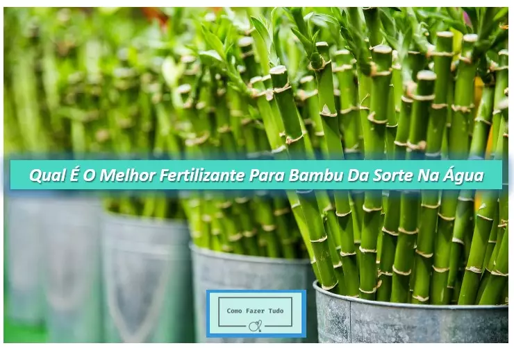 fertilizante para bambu da sorte na água