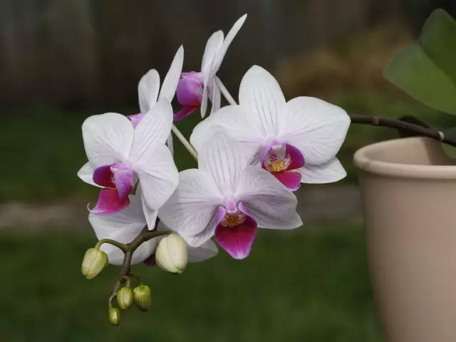como fazer muda de orquídea pela folha