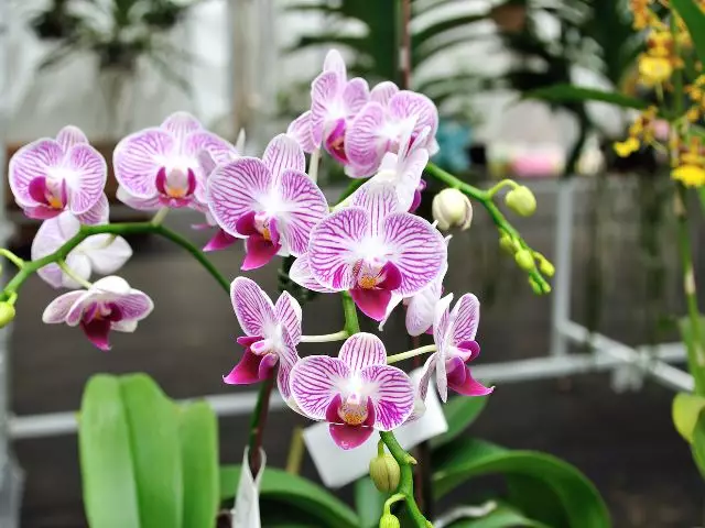 como fazer muda de orquídea pela haste