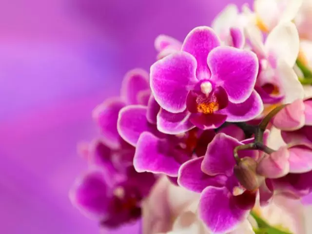 como fazer muda de orquídea phalaenopsis